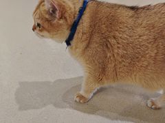 -藏猫猫咖啡主题馆(中央大道店)