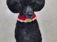 -乐琪宠物(青塔西路店)