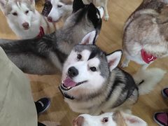 -Husky Go! 哈士奇体验馆·宠物咖啡厅狗咖