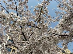 -高东镇樱花园
