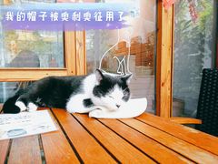-喵屿·大理花园猫咖