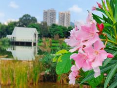 -香蜜公园