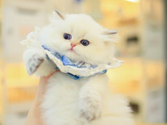 -柚子猫舍·精品猫舍购猫·猫咪认养·购宠·宠物店