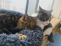 -Catmate·猫肥家润(金润铂宫店)