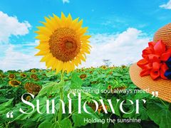 -花开海上生态园