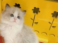 -东方名猫馆·英短金渐层布偶猫舍(环线广场1号楼店)