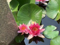 -万源龙顺度假庄园生态观光园