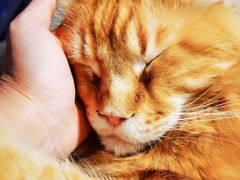 -藏猫猫咖啡主题馆(中央大道店)