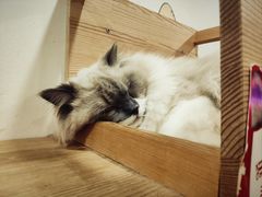 -滚猫咖啡·猫咖·猫友好撸猫(未来城店)