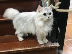 -李小姐の猫咖啡馆(五角场店)