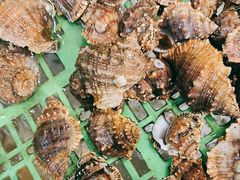 -海胆公主南澳岛美食海鲜