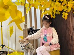 -柴迷FANS CLUB·柴犬狗咖·猫咖