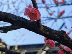 -八大山人梅湖景区