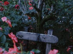 -香蜜公园