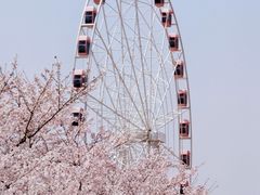 -顾村公园