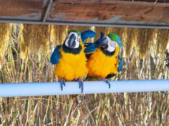 -西霞口神雕山野生动物世界