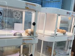 -翊宠yipet猫狗购宠庄园犬舍•猫舍