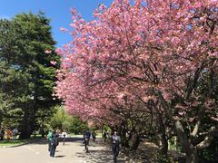 -北海道厅旧本厅舍(旧本庁舎)