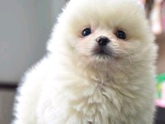 -心仪动物医院·牙专科·肿瘤·心脏科(西客站院)