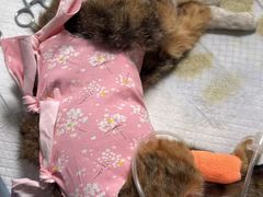 -谐和益家动物医院·免疫绝育·血液透析·宠保定点医院(高新伊藤分院)
