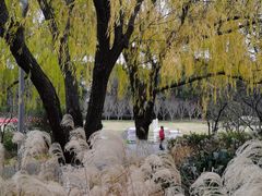 -昆山城市生态森林公园