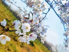 -天王浮山樱花园