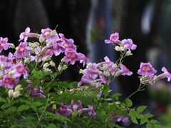 -上房园艺·梦花源