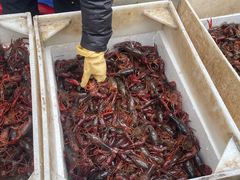 -马王堆海鲜水产市场