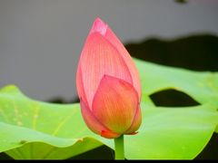 -陈家山荷花公园