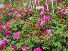 -人民公园(罗湖区)