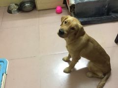 -严国平动物医院(德政总院)