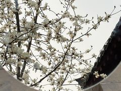 -长春观