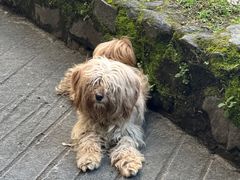 -苍山感通索道