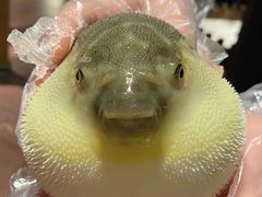-肆月河豚·淮扬菜·湘菜(华天店)