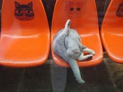 -猫咪博物馆(顶澳仔猫街店)