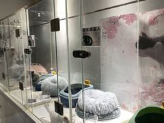 -糯米喵星人总部直营旗舰店·猫舍·幼猫出售