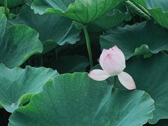 -梁鸿国家湿地公园