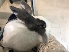 -雨林宠物医院 非犬猫异宠专科