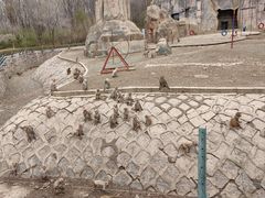 -哈尔滨北方森林动物园