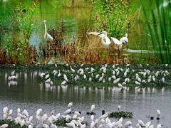 -西溪国家湿地公园