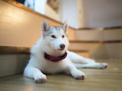 -Husky Go! 哈士奇体验馆·宠物咖啡厅狗咖