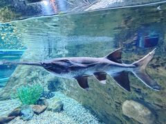 -迪拜水族馆及水下动物园