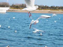 -日照灯塔风景区