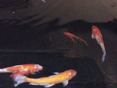 -大和洗浴休闲会所(宏大广场店)