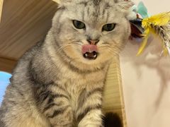 -猫咪派对(江南西店)