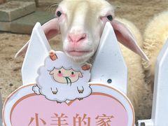 -绿城千岛湖喜来登度假酒店