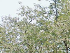 -青岛电视塔