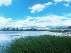 -洱海月湿地公园