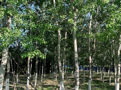 -永定河休闲森林公园