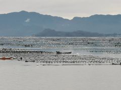 -北岐滩涂